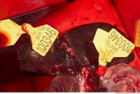 RAW meat pork viscera 0072